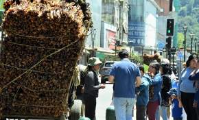 [FOTOS] En masa llegaron temuquenses a comprar cochayuyo pese a prohibición municipal